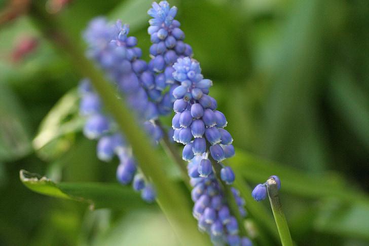 Grape hyacint, hyacint, Muscari, blå, lila, glödlampa, våren