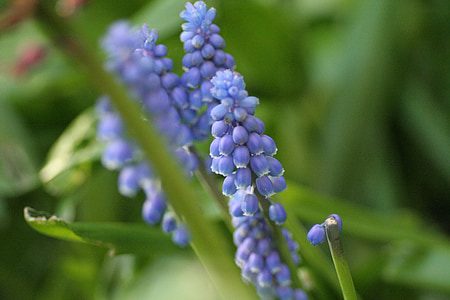 grape hyacinth, hyacinth, muscari, blue, purple, bulb, spring