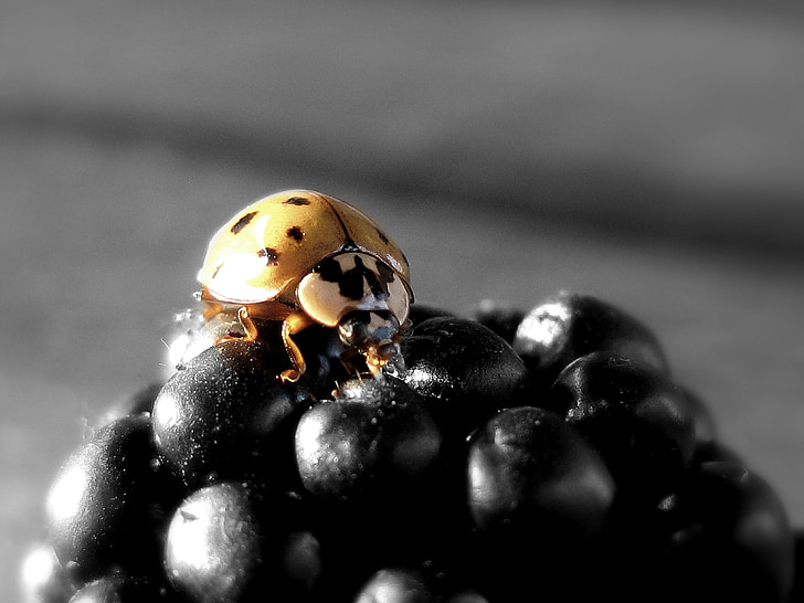 Ladybug, BlackBerry, insekt, frukt, bær, natur, Ladybird