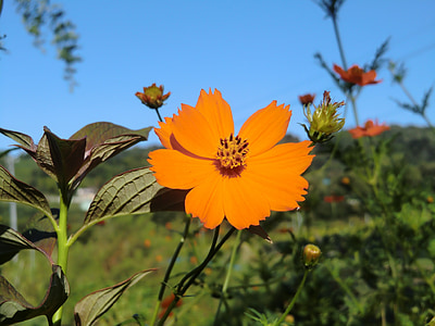 μπλε του ουρανού, πορτοκαλί, Cosmos, στις αρχές του φθινοπώρου, λουλούδια