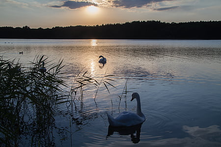 Müritz, Mecklenburgische seenplatte, Parc de conservation, humeur, abendstimmung, Afterglow, coucher de soleil