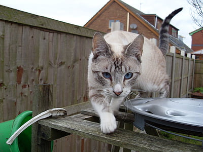 kočka, bílá, pruhy, modrá, oči, kotě, mladý