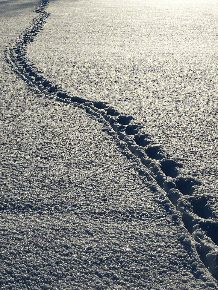 snow, footprints, winter, white