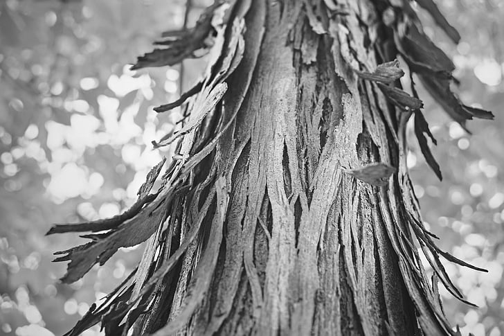 wood, peel, nature, bark, trunk, black and white