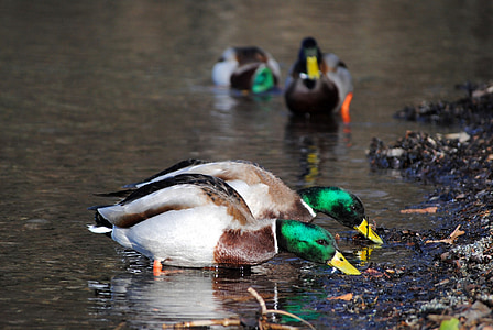 patka, vode, jezero, priroda, ptica, kupelj, hranjenje
