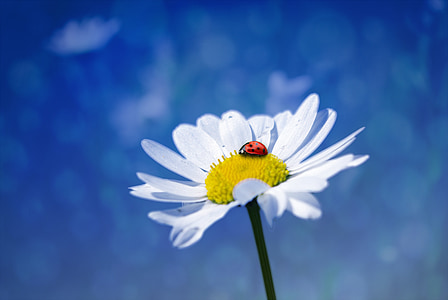 floare, Marguerite, Ladybug, flori albe, natura, floare, floare
