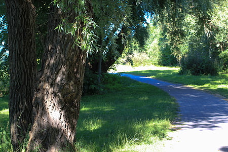 distanza, sentiero, alberi, nel verde, Ribnitz ut