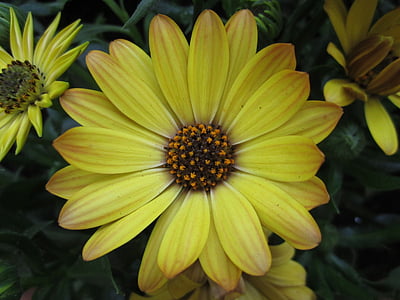 Anlage, Blume, Marguerite, Blüte, Bloom, gelb