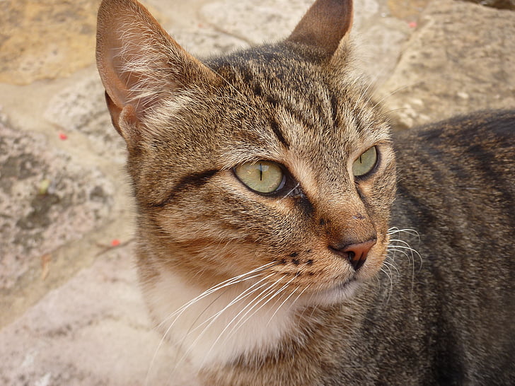 cat, animal, face