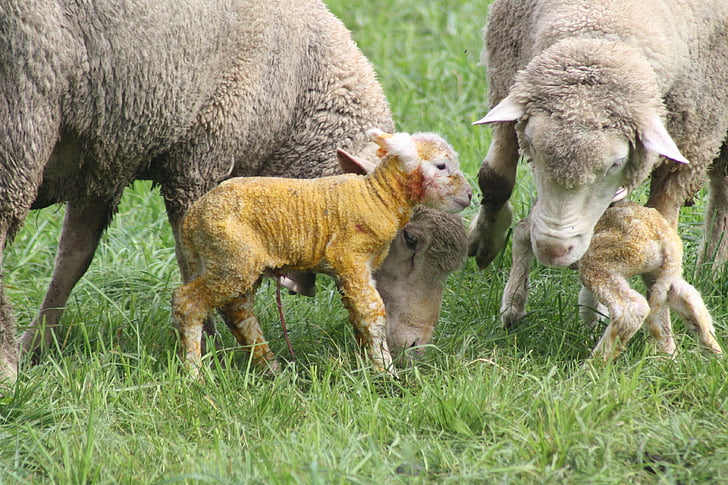 sheep, birth, lamb, meadow