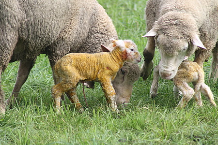 pecore, nascita, agnello, prato