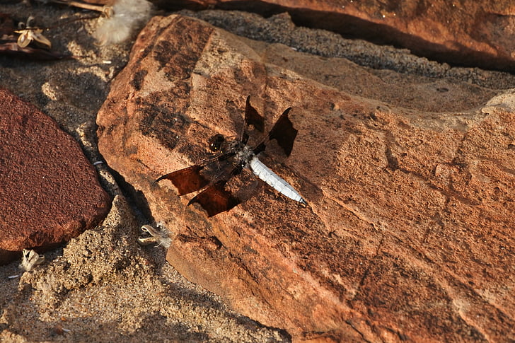 Whitetail skimmer, Dragon fly, natuur, rotsen