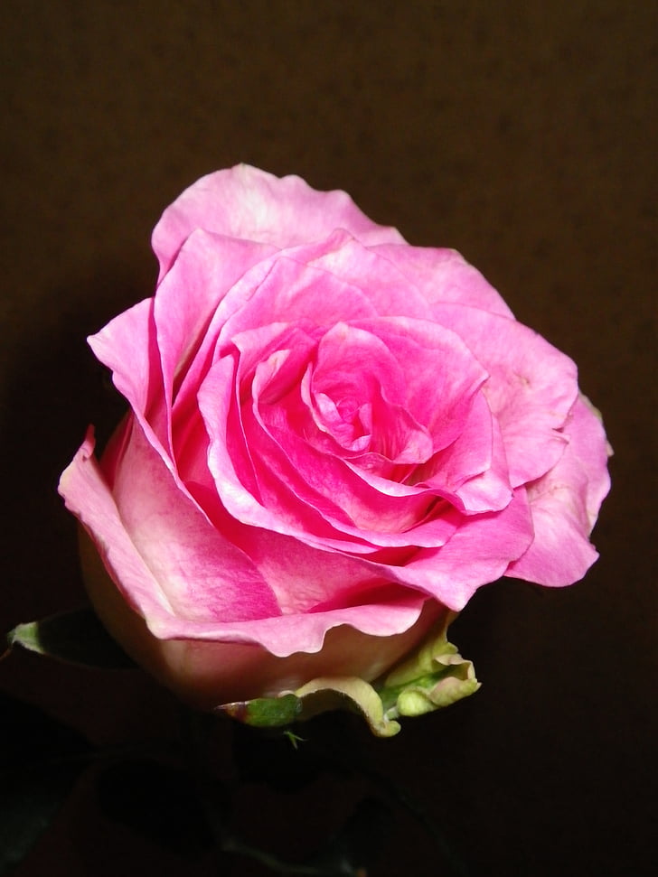 Rose, roza, cvet, Rose - cvet, narave, Latica, roza barve
