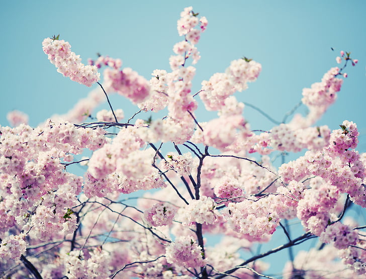 Blossom, mekar, pohon, alam, musim semi, merah muda, tanaman