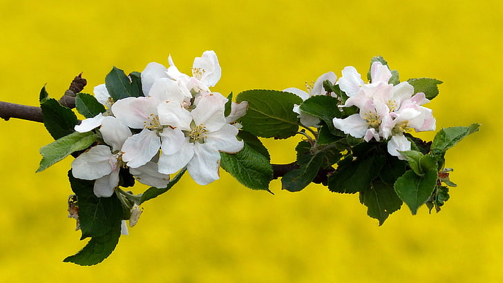 Blossom, Bloom, Apple blossom, forår, Apple tree blomster, æbletræ, hvid