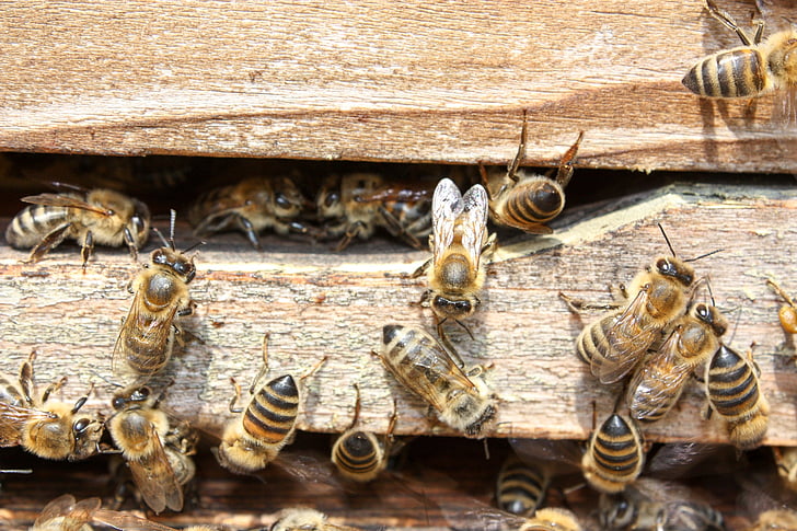 bina, honung, insekt, samla in honung, naturen, djur, honungsbiet