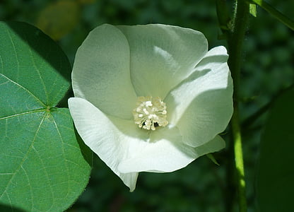 flor de algodón, algodón, flor, flor, floración, planta, planta de algodón