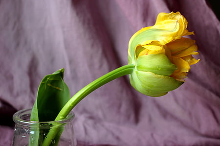 Tulipa, groc, flor, primavera de tulipa