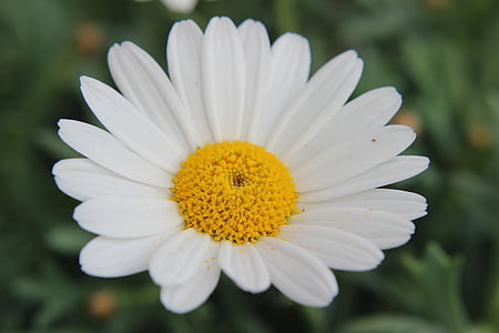 Marguerite, Leucanthemum, kompozitok, Fészkesek (Asteraceae), virág, tavaszi, nyári
