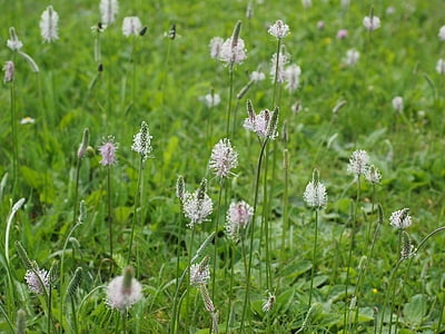 hoary plantain, plantain, wild flower meadow, meadow, flowers, blossom, bloom