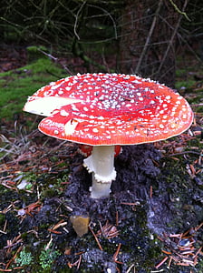 fly agaric, mushroom, forest, nature, autumn, raw, dangerous