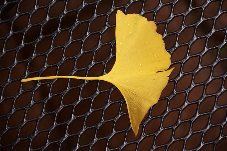 ginkgo, ginkgo leaf, autumn, flora, welkes sheet, withered, yellow sheet