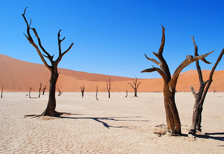 Deadvlei, Namibie, Afrika, poušť, sucho, strom, Dead vlei