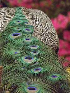peacock, peacock dress, peacock feathers