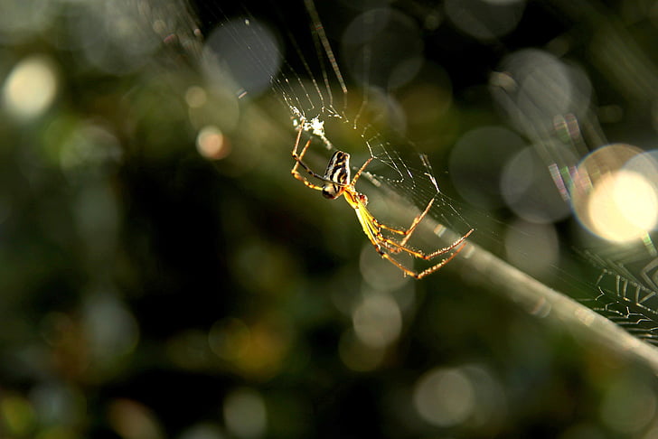 pavouk, past, Closeup, mokrý, přírodní, zelená, Arachnofobie