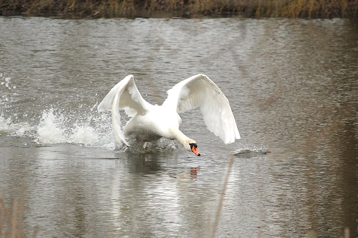 Swan, burung, burung air, perairan, sayap, arahan