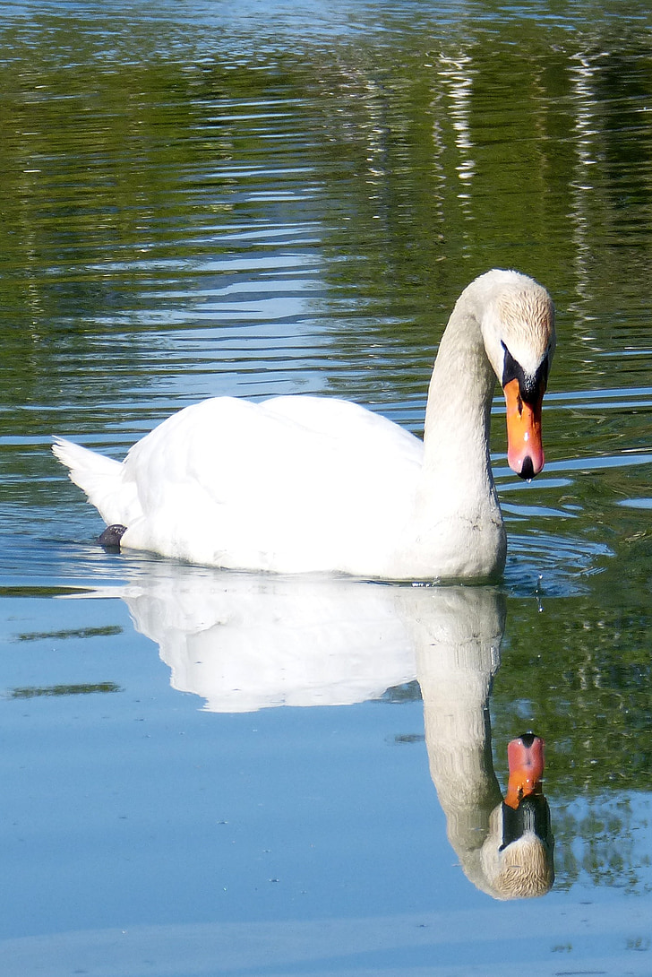swan, mirror image, water bird, water, lake
