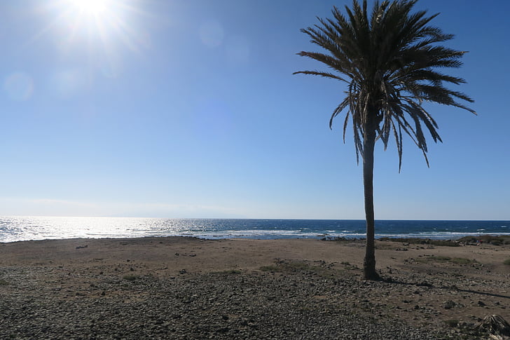 Palm, stranden, solen, havet, Holiday