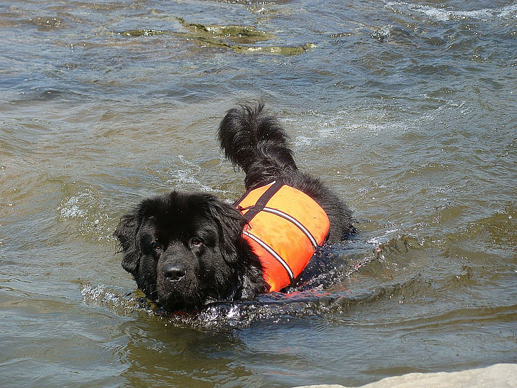hund, dyr, floden, vand, Rescue