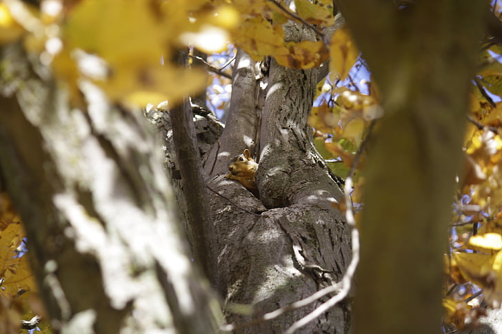 veverička, strom, jeseň, jeseň, Príroda, milý, hlodavec