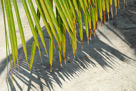 Palme, Hintergrund, Blatt, Strand