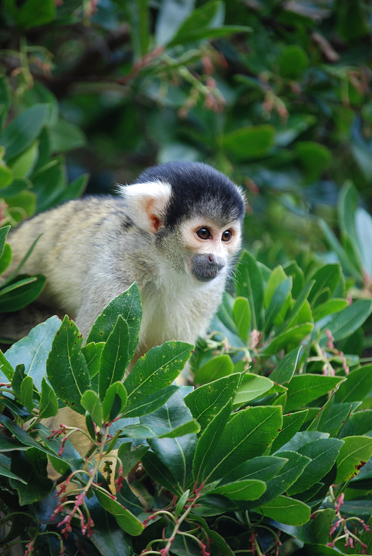 macaco esquilo, Saimiri, olhos, árvore, animal, mamífero