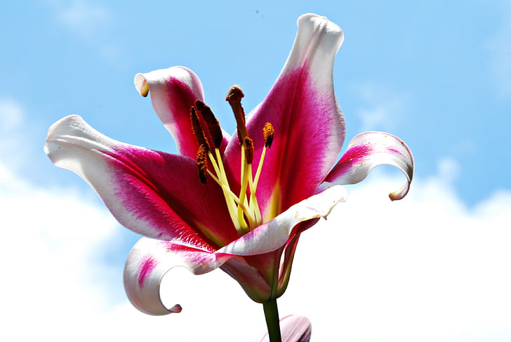 Lily, kwiat, Natura, niebo, ogród
