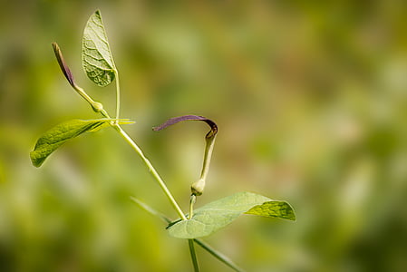 Aristolochia rotunda, Hoa màu nâu, mùa xuân, đồng cỏ Hoa, Wild flower