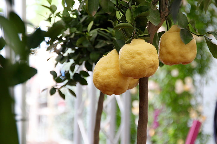 lemon tree, lemon, citrus fruits