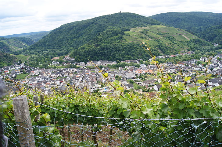 dernau, Ahr valley, víno