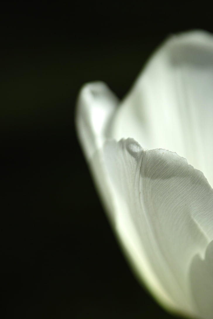 white, tulips, single, plant, nature, flower, beautiful