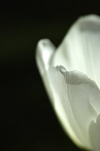bela, tulipani, enotnega, rastlin, narave, cvet, čudovito