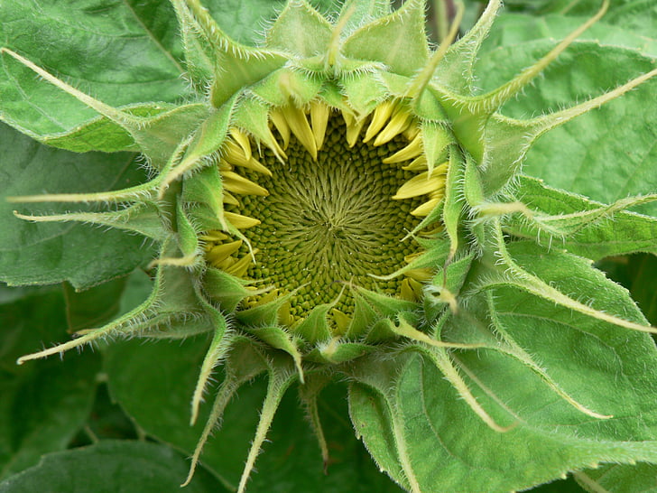 sunflower, flower, mandala, green, yellow