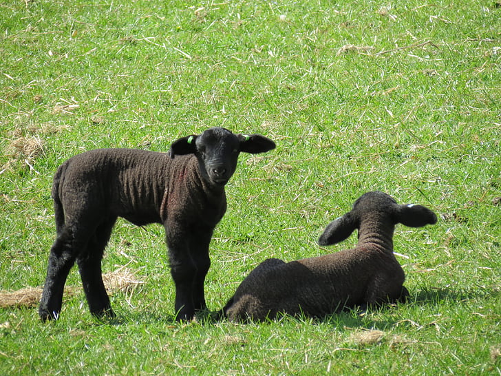 子羊, 羊, ファーム, 動物, 自然, 家畜, 農業