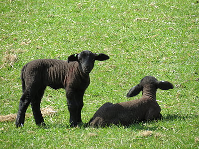 lambs, sheep, farm, animal, nature, livestock, agriculture