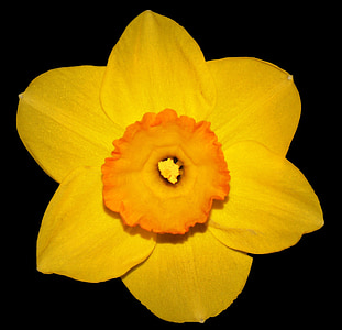 virág, Narcis, tavaszi, sárga, húsvéti virág