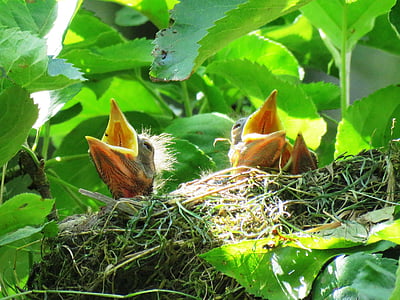 Blackbird, Gniazdo, Blackbird nest, Ptasie gniazdo, młody ptak, Bill, głód