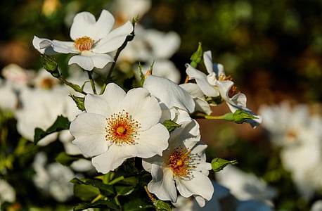 nousi, Wild rose, kukka, Blossom, Bloom, kukat, valkoinen