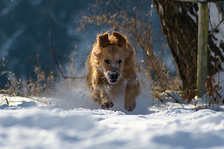собака, взимку, сніг, Природа, тварини, весело, грати