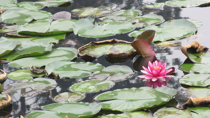 Lotus, Zwembad, Sichuan Universiteit